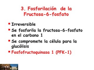 3. Fosforilación de la
Fructosa-6-fosfato
 Irreversible
 Se fosforila la fructosa-6-fosfato
en el carbono 1
 Se compromete la célula para la
glucólisis
 Fosfofructoquinasa 1 (PFK-1)
 