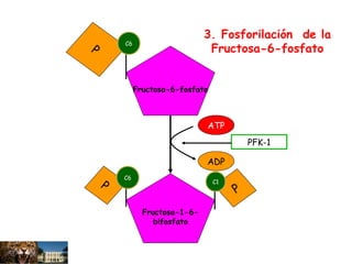 Fructosa-6-fosfato
P
Fructosa-1-6-
bifosfato
P
P
ATP
ADP
PFK-1
3. Fosforilación de la
Fructosa-6-fosfato
C1
C6
C6
 