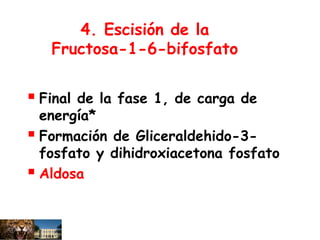4. Escisión de la
Fructosa-1-6-bifosfato
 Final de la fase 1, de carga de
energía*
 Formación de Gliceraldehido-3-
fosfato y dihidroxiacetona fosfato
 Aldosa
 
