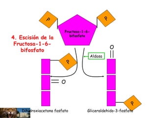 Fructosa-1-6-
bifosfato
P
P
O
O
P
Gliceraldehido-3-fosfatoDihidroxiacetona fosfato
P
Aldosa
4. Escisión de la
Fructosa-1-6-
bifosfato
 