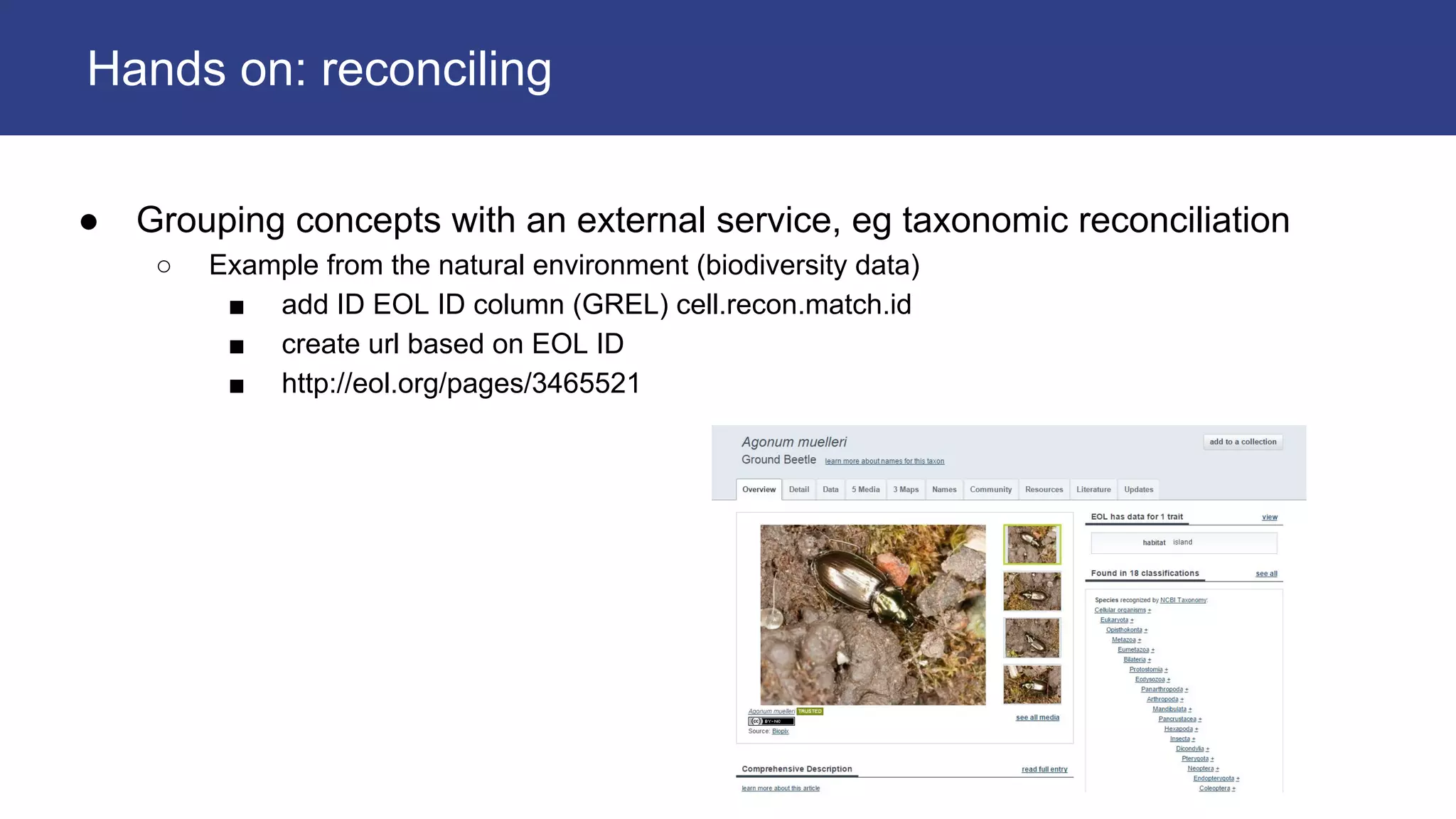 ● Grouping concepts with an external service, eg taxonomic reconciliation
○ Example from the natural environment (biodiversity data)
■ add ID EOL ID column (GREL) cell.recon.match.id
■ create url based on EOL ID
■ http://eol.org/pages/3465521
Hands on: reconciling
 