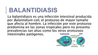 BALANTIDIASIS
La balantidiasis es una infección intestinal producida
por Balantidium coli, el protozoo de mayor tamaño
que afecta al hombre. La infección por este protozoo
predomina en las zonas tropicales pero no presenta
prevalencias tan altas como los otros protozoos
intestinales patógenos.
 