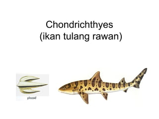 Chondrichthyes
(ikan tulang rawan)
 