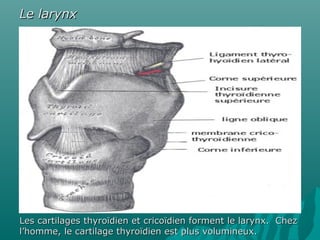 Le larynxLe larynx
Les cartilagesLes cartilages thyroïdien et cricoïdien forment le larynx. Chezthyroïdien et cricoïdien forment le larynx. Chez
l’homme, le cartilage thyroïdien est plus volumineux.l’homme, le cartilage thyroïdien est plus volumineux.
 
