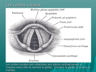 Les cordes vocalesLes cordes vocales
Les cordes vocales sont attachées aux pièces cartilagineuses etLes cordes vocales sont attachées aux pièces cartilagineuses et
l’espace entre elle se nomme la glotte. Derrière la glotte se trouve lal’espace entre elle se nomme la glotte. Derrière la glotte se trouve la
trachée.trachée.
 