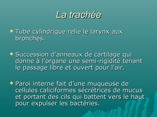 La trachéeLa trachée
 Tube cylindrique relie le larynx auxTube cylindrique relie le larynx aux
bronches.bronches.
 Succession d’anneaux de cartilage quiSuccession d’anneaux de cartilage qui
donne à l’organe une semi-rigidité tenantdonne à l’organe une semi-rigidité tenant
le passage libre et ouvert pour l’air.le passage libre et ouvert pour l’air.
 Paroi interne fait d’une muqueuse deParoi interne fait d’une muqueuse de
cellules caliciformes sécrétrices de mucuscellules caliciformes sécrétrices de mucus
et portant des cils qui battent vers le hautet portant des cils qui battent vers le haut
pour expulser les bactéries.pour expulser les bactéries.
 