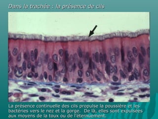 La présence continuelle des cils propulse la poussière et lesLa présence continuelle des cils propulse la poussière et les
bactéries vers le nez et la gorge. De là, elles sont expulséesbactéries vers le nez et la gorge. De là, elles sont expulsées
aux moyens de la toux ou de l’éternuement.aux moyens de la toux ou de l’éternuement.
Dans la trachée : la présence de cilsDans la trachée : la présence de cils
 