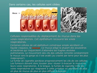 Dans certains cas, les cellules sont ciliées :
Cellules responsables du déplacement du mucus dans lesCellules responsables du déplacement du mucus dans les
voies respiratoires. Cet épithélium recouvre les voiesvoies respiratoires. Cet épithélium recouvre les voies
respiratoires.respiratoires.
Certaines cellules de cet épithélium cylindrique simple sécrètent unCertaines cellules de cet épithélium cylindrique simple sécrètent un
liquide visqueux, leliquide visqueux, le mucusmucus. Ce mucus piège la plupart des poussières. Ce mucus piège la plupart des poussières
et bactéries qui risqueraient d'atteindre les fragiles alvéoleset bactéries qui risqueraient d'atteindre les fragiles alvéoles
pulmonaires. Le mouvement des cils des cellules remonte constammentpulmonaires. Le mouvement des cils des cellules remonte constamment
le mucus vers la gorge où il est avalé (ou craché par terre pour les plusle mucus vers la gorge où il est avalé (ou craché par terre pour les plus
malpropres!).malpropres!).
La fumée de cigarette paralyse progressivement les cils de ces cellules.La fumée de cigarette paralyse progressivement les cils de ces cellules.
Les fumeurs doivent donc tousser pour réussir à évacuer le mucus deLes fumeurs doivent donc tousser pour réussir à évacuer le mucus de
leurs voies respiratoires. À la longue, la fumée de cigarette irrite lesleurs voies respiratoires. À la longue, la fumée de cigarette irrite les
voies respiratoires qui réagissent à cette irritation en sécrétant de plusvoies respiratoires qui réagissent à cette irritation en sécrétant de plus
en plus de mucus de plus en plus difficile à évacuer.en plus de mucus de plus en plus difficile à évacuer.
 