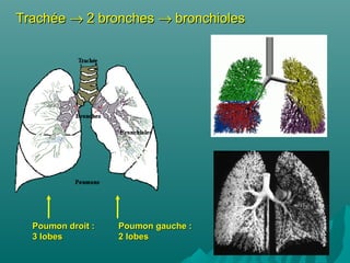 TrachéeTrachée →→ 2 bronches2 bronches →→ bronchiolesbronchioles
Poumon gauche :Poumon gauche :
2 lobes2 lobes
Poumon droit :Poumon droit :
3 lobes3 lobes
 