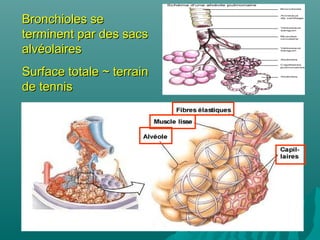 Bronchioles seBronchioles se
terminent par des sacsterminent par des sacs
alvéolairesalvéolaires
Surface totale ~ terrainSurface totale ~ terrain
de tennisde tennis
 