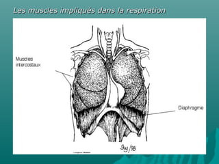 Les muscles impliqués dans la respirationLes muscles impliqués dans la respiration
 