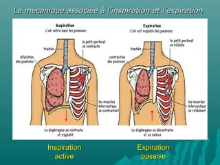 La mécanique associée à l’inspiration et l’expirationLa mécanique associée à l’inspiration et l’expiration
InspirationInspiration
activeactive
ExpirationExpiration
passivepassive
 