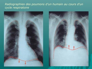 Radiographies des poumons d’un humain au cours d’un
cycle respiratoire
 