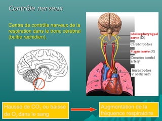 Centre de contrôle nerveux de laCentre de contrôle nerveux de la
respiration dans le tronc cérébralrespiration dans le tronc cérébral
(bulbe rachidien).(bulbe rachidien).
Contrôle nerveuxContrôle nerveux
Hausse de CO2 ou baisse
de O2 dans le sang
Augmentation de la
fréquence respiratoire
 