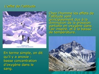 L’effet de l’altitudeL’effet de l’altitude
En terme simple, on ditEn terme simple, on dit
qu’il y a anoxie :qu’il y a anoxie :
basse concentrationbasse concentration
d’oxygène dans led’oxygène dans le
sang.sang.
Chez l’homme les effets deChez l’homme les effets de
l’altitude sontl’altitude sont
principalement dus à laprincipalement dus à la
diminution de la pressiondiminution de la pression
partielle en oxygène danspartielle en oxygène dans
l’air inspiré, et à la baissel’air inspiré, et à la baisse
de température.de température.
 