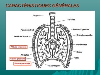 Anatomie
CARACTÉRISTIQUES GÉNÉRALESCARACTÉRISTIQUES GÉNÉRALES
 