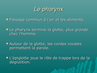Le pharynxLe pharynx
 Passage commun à l’air et les aliments.Passage commun à l’air et les aliments.
 Le pharynx termine la glotte, plus grandeLe pharynx termine la glotte, plus grande
chez l’homme.chez l’homme.
 Autour de la glotte, les cordes vocalesAutour de la glotte, les cordes vocales
permettent la parole.permettent la parole.
 L’épiglotte joue le rôle de trappe lors de laL’épiglotte joue le rôle de trappe lors de la
déglutition.déglutition.
 
