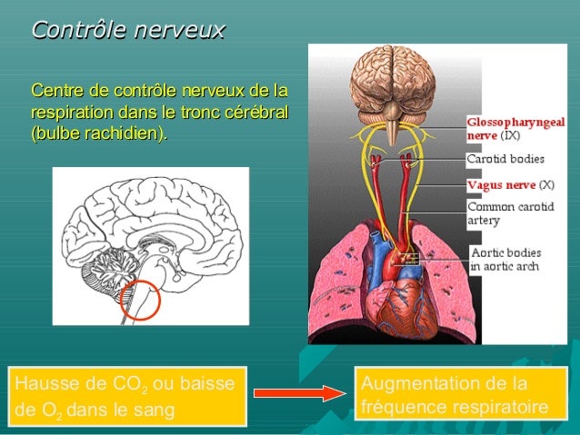3.1 -systme_respiratoire