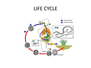 LIFE CYCLE
 