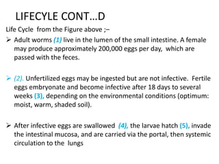 LIFECYLE CONT…D
Life Cycle from the Figure above ;–
 Adult worms (1) live in the lumen of the small intestine. A female
may produce approximately 200,000 eggs per day, which are
passed with the feces.
 (2). Unfertilized eggs may be ingested but are not infective. Fertile
eggs embryonate and become infective after 18 days to several
weeks (3), depending on the environmental conditions (optimum:
moist, warm, shaded soil).
 After infective eggs are swallowed (4), the larvae hatch (5), invade
the intestinal mucosa, and are carried via the portal, then systemic
circulation to the lungs
 