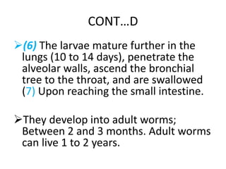 CONT…D
(6) The larvae mature further in the
lungs (10 to 14 days), penetrate the
alveolar walls, ascend the bronchial
tree to the throat, and are swallowed
(7) Upon reaching the small intestine.
They develop into adult worms;
Between 2 and 3 months. Adult worms
can live 1 to 2 years.
 