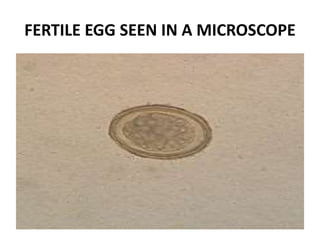 FERTILE EGG SEEN IN A MICROSCOPE
 
