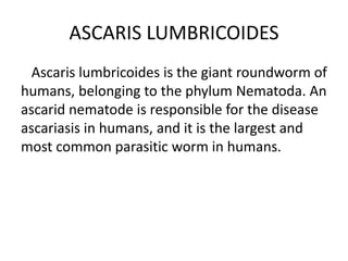 ASCARIS LUMBRICOIDES
Ascaris lumbricoides is the giant roundworm of
humans, belonging to the phylum Nematoda. An
ascarid nematode is responsible for the disease
ascariasis in humans, and it is the largest and
most common parasitic worm in humans.
 