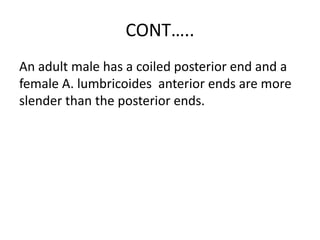 CONT…..
An adult male has a coiled posterior end and a
female A. lumbricoides anterior ends are more
slender than the posterior ends.
 
