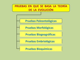 PRUEBAS EN QUE SE BASA LA TEORÍA
DE LA EVOLUCIÓN
Pruebas Paleontológicas
Pruebas Morfológicas
Pruebas Biogeográficas
Pruebas Embriológicas
Pruebas Bioquímicas
 