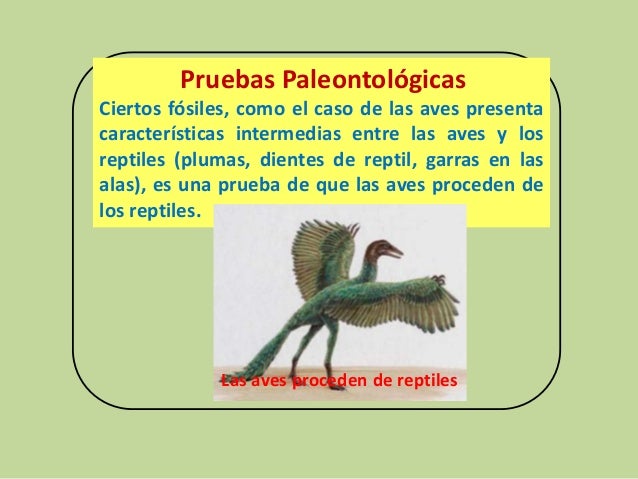 Pruebas Bioquimicas De La Evolucion Wikipedia