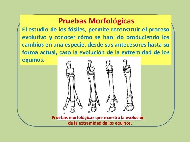 Pruebas Bioquimicas De La Evolucion Wikipedia