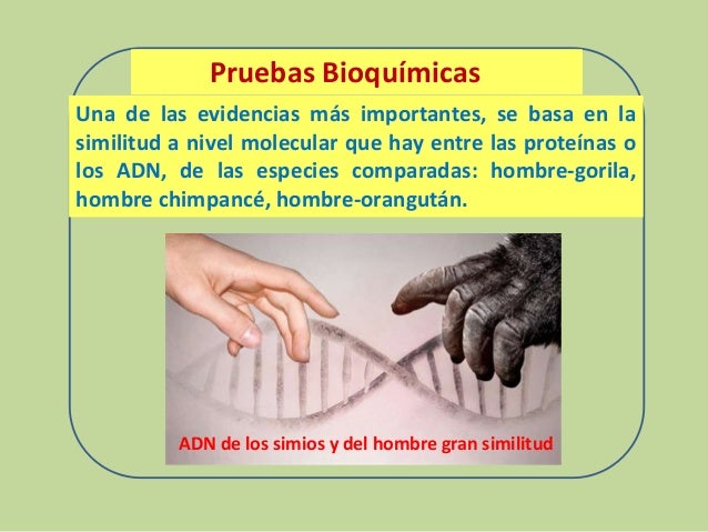 Pruebas Bioquimicas De La Evolucion Wikipedia www.slideshare.net