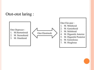 Otot-otot laring :
Otot Ekstrinsik
Otot Depresor :
1. M.Sternotiroid
2. M. Sternohioid
3. M. Omohioid
Otot Elevator :
1. M. Milohioid
2. M. Geniohioid
3. M. Stilohioid
4. M. Digastrik Anterior
5. M. Digastrik Posterior
6. M. Geniolosus
7. M. Hioglosus
 