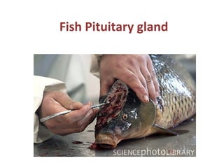 Fish Pituitary gland
 