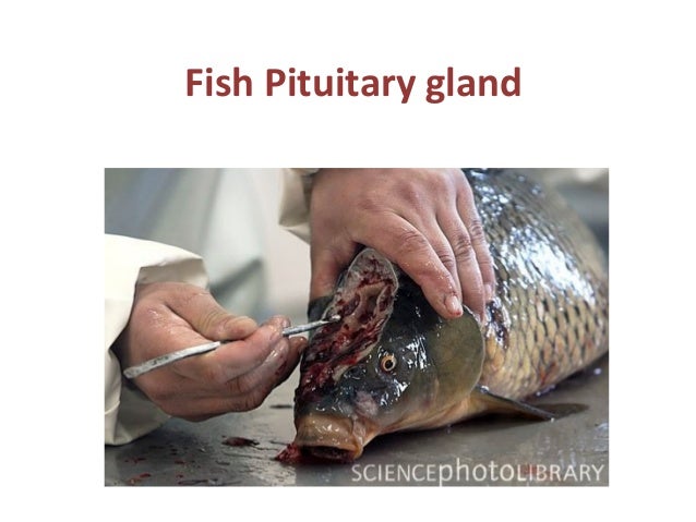 Fish Pituitary Gland label fish diagram 
