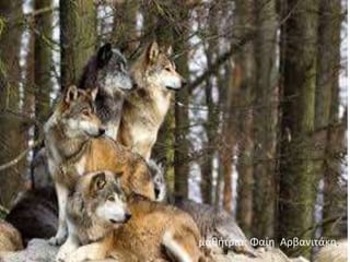 .μαθήτρια: Φαίη Αρβανιτάκη.
 