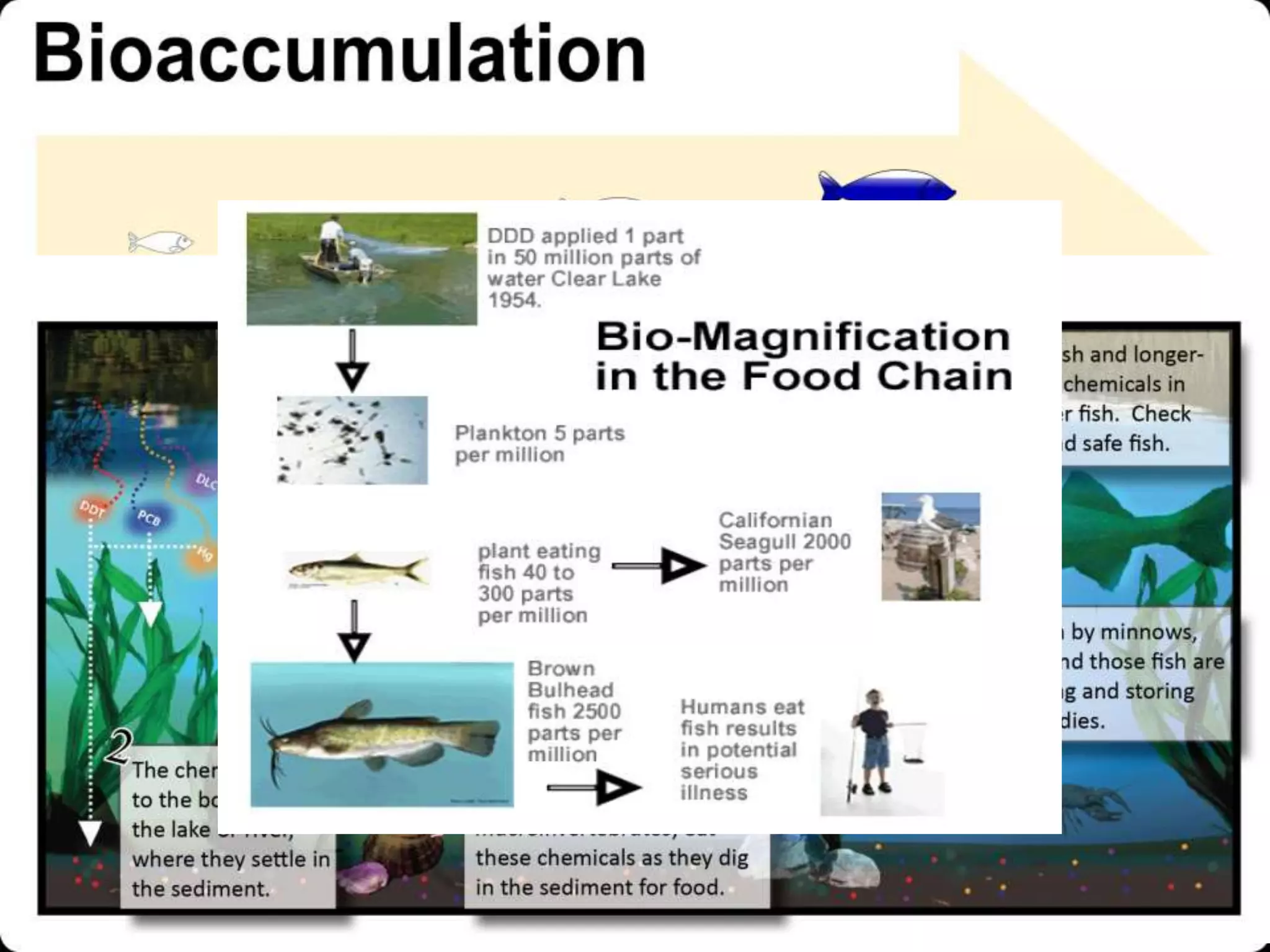Risk Associated With Chemical Pesticide
• Indiscriminate use leads to the Three sad R’s :
Resistance, Resurgence and Residues
• Elimination of Natural enemies of pests
• Upsetting the ecological balance
• Environmental degradation/Pollution
• Enters food chain and lead to Bio-Accumulation
and Bio-Magnification
As a result of The misuse and overuse of pesticides crop losses
have consistently shown an increasing trend (Dhaliwal and Koul,
2010)
 
