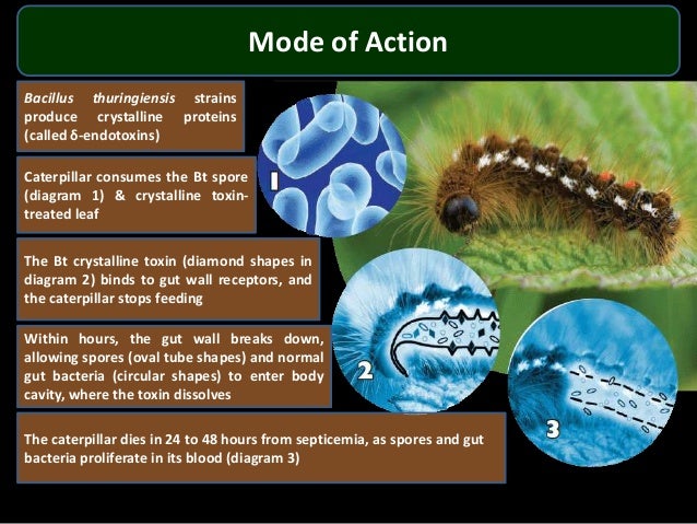 Biopesticide caterpillar body diagram 