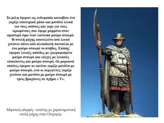 Τα μέλη έφεραν ως ενδυμασία κοινοβίου ένα
γκρίζο εσωτερικό ράσο και μανδύα λευκό
για τους ιππότες και γκρι για τους
ιερωμένους που έφερε ραμμένο στον
αριστερό ώμο έναν λατινικό μαύρο σταυρό.
Η στολή μάχης αποτελείτο από λευκό
χιτώνιο πάνω από αλυσιδωτή πανοπλία με
ένα μαύρο σταυρό το στήθος. Επίσης
έφεραν λευκές ασπίδες με ζωγραφισμένο
μαύρο σταυρό και λόγχες με λευκούς
επισείοντες και μαύρο σταυρό. Οι μαριανοί
ιππότες έφεραν κι εκείνοι γκρίζο μανδύα με
μαύρο σταυρό, ενώ οι σεργιέντες γκρίζο
χιτώνιο και μανδύα με μαύρο σταυρό με
τρεις βραχίονες σε σχήμα « Τ».
Μαριανός αδερφός –ιππότης με χαρακτηριστική
στολή μάχης στην Ουτρεμέρ.
 