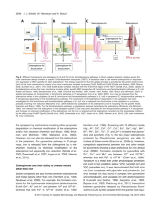 the cytoplasm by mechanisms involving either enzymatic
degradation or chemical modiﬁcation of the siderophore
and/or iron reduction (Hartman and Braun, 1980; Brick-
man and McIntosh, 1992; Matzanke et al., 2004).
However, iron can also be released from the siderophore
in the periplasm. For pyoverdine pathway in P. aerugi-
nosa, iron is released from the siderophore by a me-
chanism involving no chemical modiﬁcation of the
siderophore but apparently iron reduction (Schalk et al.,
2002; Greenwald et al., 2007; Imperi et al., 2009; Yeterian
et al., 2010).
Siderophores and their ability to chelate metals
other than iron
Stable complexes are also formed between siderophores
and metal cations other than iron (Hernlem et al., 1996;
Neubauer et al., 2000). For example, the formation con-
stants for the hydroxamate siderophore desferrioxamine
B with Ga3+
, Al3+
and In3+
are between 1020
and 1028
M-1
,
whereas that with Fe3+
is 1030
M-1
(Evers et al., 1989;
Hernlem et al., 1996). Screening with 16 different metals
(Ag+
, Al3+
, Cd2+
, Co2+
, Cr2+
, Cu2+
, Eu3+
, Ga3+
, Hg2+
, Mn2+
,
Ni2+
, Pb2+
, Sn2+
, Tb3+
, Tl+
and Zn2+
) revealed that pyover-
dine and pyochelin (Fig. 1), the two major siderophores
produced by Pseudomonas aeruginosa, are able to
chelate all these metals (Braud et al., 2009a,b). However,
competition experiments between iron and other metals
for pyoverdine showed a clear preference for iron (Braud
et al., 2009b). Formation constants for pyoverdine with
Zn2+
, Cu2+
and Mn2+
are between 1017
and 1022
M-1
,
whereas that with Fe3+
is 1032
M-1
(Chen et al., 1994).
Vanadium is a metal that under physiological conditions
can exist in two oxidation states, V(IV) (vanadyl ion) and
V(V) (vanadate ion). It was demonstrated that both ions
can form complexes with pyochelin and putrebactin, but
only vanadyl ion was found in complex with pyoverdine
and enterobactin, and vanadate ion with desferrioxamine
B (Lutoretti and Grdinic, 1986; Karpishin et al., 1993;
Baysse et al., 2000; Pakchung et al., 2011). Interactions
between pyoverdine released by Pseudomonas ﬂuore-
scens (CCUG 32456) isolated from the granitic rock aqui-
Fig. 2. Different mechanisms and strategies (A, B and C) for the ferrisiderophore pathways in Gram-negative bacteria. Uptake across the
outer membrane always involves a speciﬁc TonB-dependent transporter (TBDT). A bacterium able to use several siderophores to sequester
iron expresses a TBDT speciﬁc for each siderophore. The energy required for this ﬁrst uptake process is provided by the proton-motive force
(pmf) of the inner membrane by means of an inner membrane complex comprising TonB, ExbB and ExbD (Postle and Kadner, 2003; Wiener,
2005; Gumbart et al., 2007). This TonB–ExbB–ExbD complex interacts with the N-terminal region of the TBDT (Schalk et al., 2009). Uptake of
ferrisiderophore across the inner membrane involves either speciﬁc ABC transporters (B, ferrichrome and ferrienterobactin pathways in E. coli;
Koster and Braun, 1989; Staudenmaier et al., 1989; Chenault and Earhart, 1991; Koster, 1991; Köster, 1997; Braun and Herrmann, 2007) or
speciﬁc permeases (A, ferripyochelin or ferrichrome pathways in P. aeruginosa; Cuiv et al., 2004; 2007). Iron may be released from the
siderophore either in the cytoplasm (A and B, ferrichrome and ferrientreobactin pathways in E. coli) or periplasm (C, ferripyoverdine pathway in
P. aeruginosa) depending on the ferrisiderophore pathway. The mechanism of ferrisiderophore dissociation in the cytoplasm has been
investigated for the ferrichrome and ferrienterobactin pathways in E. coli. Iron is released from ferrichrome in the cytoplasm in a process
probably involving iron reduction (Matzanke et al., 2004) followed by acetylation of the siderophore and its recycling into the growth media
(Hartman and Braun, 1980). For the ferrienterobactin pathway, a cytoplasmic esterase hydrolyses the siderophore (Brickman and McIntosh,
1992). Iron release from the siderophore in the periplasm (panel C) has only been described for the ferripyoverdine pathway in P. aeruginosa
and involves no chemical modiﬁcation of the siderophore, but the iron is reduced and the siderophore recycled into the extracellular medium
by the efflux pump PvdRT-OpmQ (Schalk et al., 2002; Greenwald et al., 2007; Imperi et al., 2009; Yeterian et al., 2010). OM, outer membrane;
IN, inner membrane.
2846 I. J. Schalk, M. Hannauer and A. Braud
© 2011 Society for Applied Microbiology and Blackwell Publishing Ltd, Environmental Microbiology, 13, 2844–2854
 
