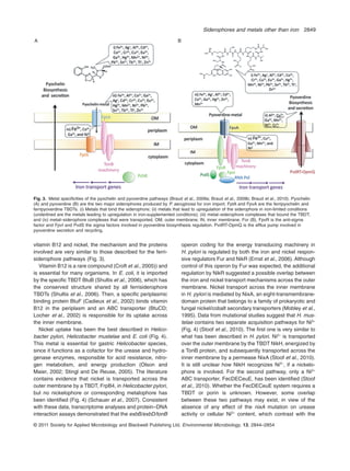 vitamin B12 and nickel, the mechanism and the proteins
involved are very similar to those described for the ferri-
siderophore pathways (Fig. 3).
Vitamin B12 is a rare compound (Croft et al., 2005)) and
is essential for many organisms. In E. coli, it is imported
by the speciﬁc TBDT BtuB (Shultis et al., 2006), which has
the conserved structure shared by all ferrisiderophore
TBDTs (Shultis et al., 2006). Then, a speciﬁc periplasmic
binding protein BtuF (Cadieux et al., 2002) binds vitamin
B12 in the periplasm and an ABC transporter (BtuCD;
Locher et al., 2002) is responsible for its uptake across
the inner membrane.
Nickel uptake has been the best described in Helico-
bacter pylori, Helicobacter mustelae and E. coli (Fig. 4).
This metal is essential for gastric Helicobacter species,
since it functions as a cofactor for the urease and hydro-
genase enzymes, responsible for acid resistance, nitro-
gen metabolism, and energy production (Olson and
Maier, 2002; Stingl and De Reuse, 2005). The literature
contains evidence that nickel is transported across the
outer membrane by a TBDT, FrpB4, in Helicobacter pylori,
but no nickelophore or corresponding metalophore has
been identiﬁed (Fig. 4) (Schauer et al., 2007). Consistent
with these data, transcriptome analyses and protein–DNA
interaction assays demonstrated that the exbB/exbD/tonB
operon coding for the energy transducing machinery in
H. pylori is regulated by both the iron and nickel respon-
sive regulators Fur and NikR (Ernst et al., 2006). Although
control of this operon by Fur was expected, the additional
regulation by NikR suggested a possible overlap between
the iron and nickel transport mechanisms across the outer
membrane. Nickel transport across the inner membrane
in H. pylori is mediated by NixA, an eight-transmembrane-
domain protein that belongs to a family of prokaryotic and
fungal nickel/cobalt secondary transporters (Mobley et al.,
1995). Data from mutational studies suggest that H. mus-
telae contains two separate acquisition pathways for Ni2+
(Fig. 4) (Stoof et al., 2010). The ﬁrst one is very similar to
what has been described in H. pylori. Ni2+
is transported
over the outer membrane by the TBDT NikH, energized by
a TonB protein, and subsequently transported across the
inner membrane by a permease NixA (Stoof et al., 2010).
It is still unclear how NikH recognizes Ni2+
, if a nickelo-
phore is involved. For the second pathway, only a Ni2+
ABC transporter, FecDECeuE, has been identiﬁed (Stoof
et al., 2010). Whether the FecDECeuE system requires a
TBDT or porin is unknown. However, some overlap
between these two pathways may exist, in view of the
absence of any effect of the nixA mutation on urease
activity or cellular Ni2+
content, which contrast with the
A B
Fig. 3. Metal speciﬁcities of the pyochelin and pyoverdine pathways (Braud et al., 2009a; Braud et al., 2009b; Braud et al., 2010). Pyochelin
(A) and pyoverdine (B) are the two major siderophores produced by P. aeruginosa for iron import. FptA and FpvA are the ferripyochelin and
ferripyoverdine TBDTs. (i) Metals that bind the siderophore; (ii) metals that lead to upregulation of the siderophore in iron-limited conditions
(underlined are the metals leading to upregulation in iron-supplemented conditions); (iii) metal–siderophore complexes that bound the TBDT;
and (iv) metal–siderophore complexes that were transported. OM, outer membrane; IN, inner membrane. For (B), FpvR is the anti-sigma
factor and FpvI and PvdS the sigma factors involved in pyoverdine biosynthesis regulation. PvdRT-OpmQ is the efflux pump involved in
pyoverdine secretion and recycling.
Siderophores and metals other than iron 2849
© 2011 Society for Applied Microbiology and Blackwell Publishing Ltd, Environmental Microbiology, 13, 2844–2854
 