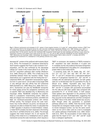 decrease Ni2+
content of the tonB and nikH mutants (Stoof
et al., 2010). The increased Co2+
resistance observed for
fecD mutants suggests that FecD is also involved in Co2+
acquisition, and this was conﬁrmed by the decreased
cellular Co2+
levels in this mutant (Stoof et al., 2010). Ni2+
and Co2+
acquisition pathways often overlap (Rodionov
et al., 2006; Zhang et al., 2009). This is likely due to the
similarities between these two transition metals. These
observations are in agreement with the ﬁnding that Co2+
-
cofactored NikRs (Ni2+
-dependent transcriptional regula-
tor) from H. pylori and E. coli are able to bind target DNA
in vitro although with less affinity than Ni2+
-cofactored
NikR (Zambelli et al., 2008; Wang et al., 2009; Dian et al.,
2011). Escherichia coli uses the NikABCDE transporter
for nickel uptake across the cytoplasmic membrane and
no speciﬁc TBDT was identiﬁed (Fig. 4) (Mulrooney and
Hausinger, 2003). NikABCDE comprises ﬁve proteins:
NikA is a periplasmic nickel-binding protein, NikB and
NikC are integral inner membrane proteins; and NikD and
NikE are membrane-associated proteins with intrinsic
ATPase activity. The transport across the outer mem-
brane may involve diffusion via porins, but because sid-
erophores are able to chelate this metal, it is plausible that
a TBDT operates in situations of nickel limitation. Indeed,
a metal–EDTA complex has been observed in the binding
site of the E. coli NikA (Cherrier et al., 2005). This strongly
suggests that nickel transport into E. coli requires the
binding of this metal ion to a metallophore and an uptake
mechanism across the outer membrane, which requires a
TBDT. In conclusion, the existence of TBDTs involved in
Ni2+
acquisition has been described in H. pylori and
H. mustelae, but the only evidence that these transporters
work with nickelophores is the ability of E. coli periplasmic
protein NikA to bind metal–EDTA.
A screening study with 16 metals (Ag+
, Al3+
, Cd2+
,
Co2+
, Cr2+
, Cu2+
, Eu3+
, Ga3+
, Hg2+
, Mn2+
, Ni2+
, Pb2+
, Sn2+
,
Tb3+
, Tl+
and Zn2+
) showed that a siderophore-deﬁcient
strain of P. aeruginosa imported Co2+
, Ga3+
and Ni2+
in
complex with the siderophore pyochelin, but with uptake
rates 23- to 35-fold lower than for pyocheline–Fe (Fig. 3)
(Braud et al., 2009a). Equivalent data have been
obtained for the pyoverdine pathway (Fig. 3): Cu2+
, Ga3+
,
Mn2+
and Ni2+
in complex with pyoverdine accumulated
into the cells but with lower uptake rates compared with
pyoverdine–Fe (7- to 42-fold lower). In both assays,
metal uptakes were dependent on the presence of the
siderophore and were TonB-dependent, suggesting that
they occurred via the siderophores and their correspond-
ing TBDT. None of the other metals tested was accumu-
lated through either the pyoverdine or pyochelin
pathways (Braud et al., 2009b). Note that all the metals
transported are biological metals except Ga3+
. Ga3+
has
no known biological function, but has the same coordi-
nation as iron and is often used as a tool to investigate
iron uptake pathways (Folschweiller et al., 2002; Green-
wald et al., 2007). No accumulation of toxic metals sug-
gests that the import of Co2+
, Cu2+
, Mn2+
and Ni2+
could
have a biological signiﬁcance.
Fig. 4. Different mechanisms and strategies for Ni2+
uptake in Gram-negative bacteria. In H. pylori, Ni2+
uptake pathway involves a TBDT Frp4
and a permease NixA for the transports across the outer and inner membranes respectively (Mobley et al., 1995; Schauer et al., 2007). In
H. mustelae, two separate acquisition pathways are present (Stoof et al., 2010). The ﬁrst one involves as for H. pylori a TBDT NikH and a
permease NixA. For the second, only the inner membrane ABC transporter FecDE-CeuE has been identiﬁed and nothing is known about the
mechanism involved in the uptake of the metal across the outer. In E. coli, only an ABC transporter NikABCDE has been identiﬁed and no
TBDT (Mulrooney and Hausinger, 2003). Interestingly, the periplasmic binding protein NikA is able to bind Ni2+
in complex with EDTA,
suggesting the involvement of a nickelophore in this pathway (Cherrier et al., 2005).
2850 I. J. Schalk, M. Hannauer and A. Braud
© 2011 Society for Applied Microbiology and Blackwell Publishing Ltd, Environmental Microbiology, 13, 2844–2854
 