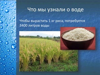 Что мы узнали о воде
Чтобы вырастить 1 кг риса, потребуется
3400 литров воды
 