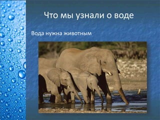 Что мы узнали о воде
Вода нужна животным
 
