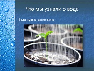 Что мы узнали о воде
Вода нужна растениям
 