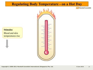Biology Form 5 Chapter 3 - Coordination & Response Part 5 - Body ...