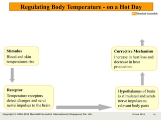 Temperature Stimuli Biology Form 5 Chapter 3 - Coordination & Response Part 5 - Body ...