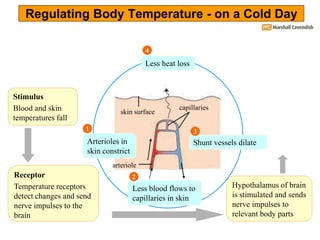 Temperature Stimuli Biology Form 5 Chapter 3 - Coordination & Response Part 5 - Body ...