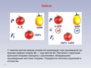 У томатов круглая форма плодов (А) доминирует над грушевидной (а),
красная окраска плодов (В) — над желтой (b). Растения с округлыми
красными плодами скрещены с растениями, обладающими
грушевидными желтыми плодами. Определите генотипы родителей и
потомства.
Задача:
 