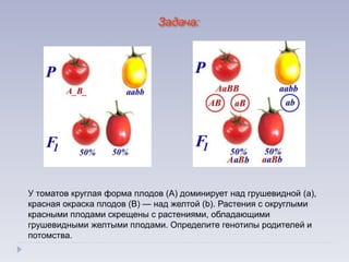 У томатов круглая форма плодов (А) доминирует над грушевидной (а),
красная окраска плодов (В) — над желтой (b). Растения с округлыми
красными плодами скрещены с растениями, обладающими
грушевидными желтыми плодами. Определите генотипы родителей и
потомства.
Задача:
 